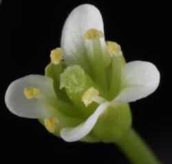 Cardamine alticola. Flower.
 Image: P.B. Heenan © Landcare Research 2019 CC BY 3.0 NZ